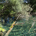 Plitvička Jezera, Complete Transparency of the Water