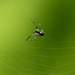 Garden Spider, Upper Cwmbran 21 August 2017