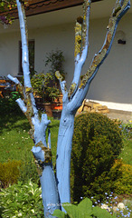 der Blaue Baum