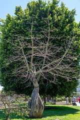 Cádiz, Florettseidenbaum oder árbol botella („Flaschenbaum“)