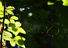 Sunlight showing up the web