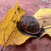Wandering snail