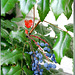 Früchte des Stachel-Lorbeer. ©UdoSm