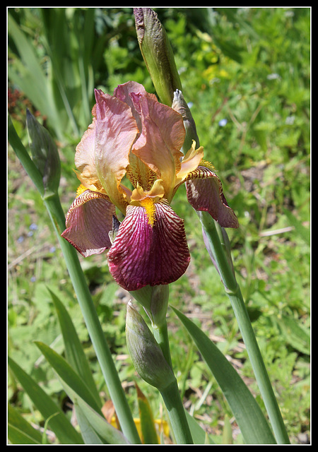Iris jacquesiana (1)