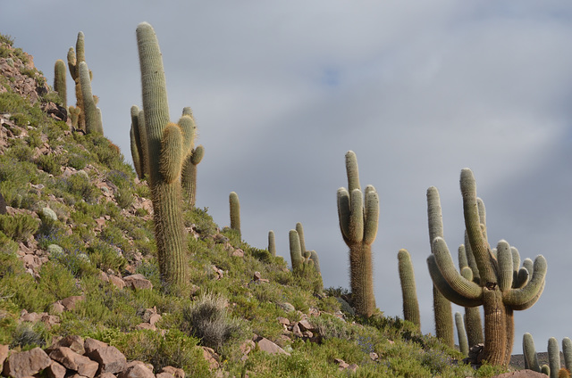 Bolivian Altiplano, Cactuses on the Slope