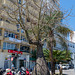 Cádiz, Betrunkener Baum