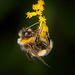 Das Ballancieren der Hummel auf der Goldrute :))  The ballancing of the bumblebee on the goldenrod :)) Le balancier du bourdon sur la verge d'or :))