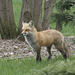 fox / renard
