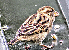 Sparrow With Bread Crumbs.