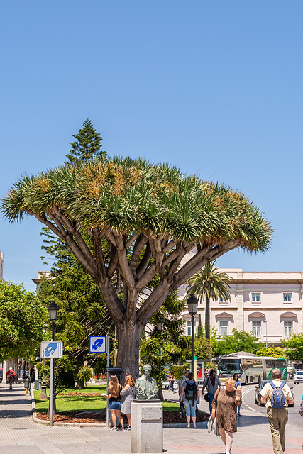 Cádiz, Drachenbaum