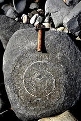 Fossil found on Lyme Regis beach