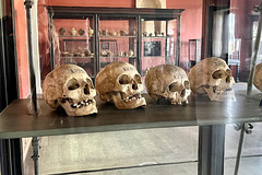 Berlin 2023 – Neues Museum – Skulls from Frankish grave ﬁelds