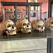 Berlin 2023 – Neues Museum – Skulls from Frankish grave ﬁelds