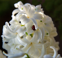 ladybird hiding on hyacinth