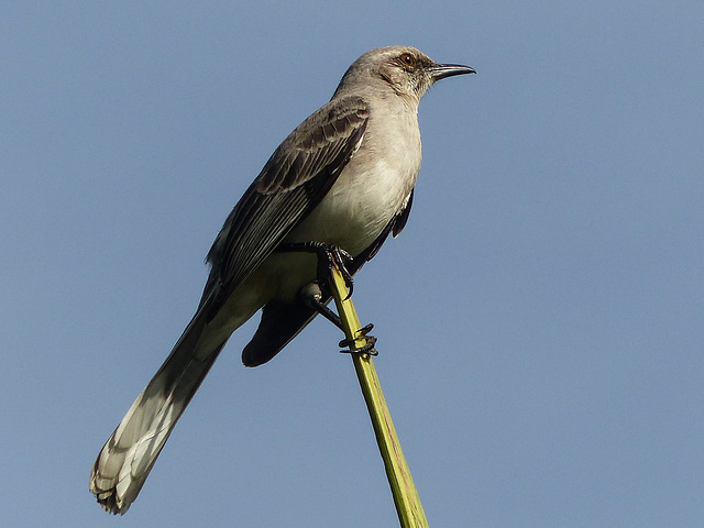 Tropical Mockingbird / Mimus gilvus, Tobago