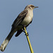 Tropical Mockingbird / Mimus gilvus, Tobago