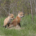 little foxes / renardeaux