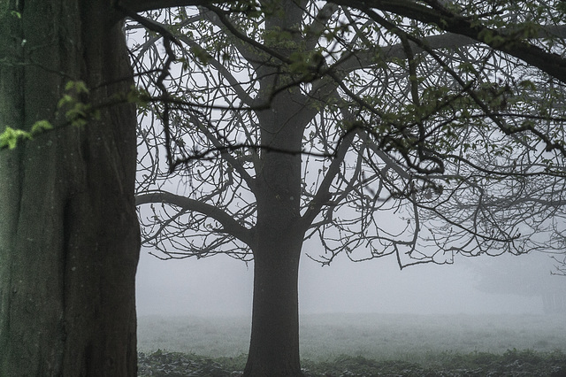 Trees in Foggy Dawn
