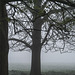 Trees in Foggy Dawn