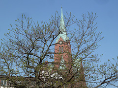 Frühlingserwachen von altem Baum, vor der Gustav Adolfs Kirche