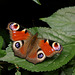 butterfly Peacock butterfly Aglais io 001