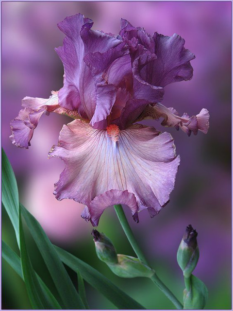 Dernier iris de la saison plus qu'un autre exquis !