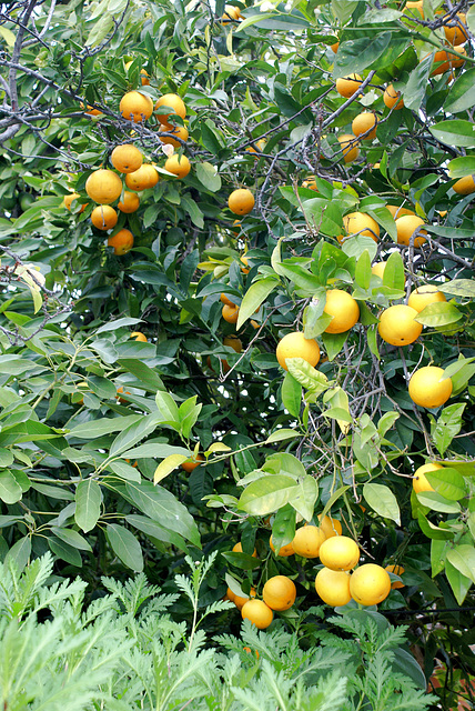 Citrusfrüchte. ©UdoSm