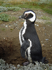 Chile - Punta Arenas / Seno Otway Penguin Reserve