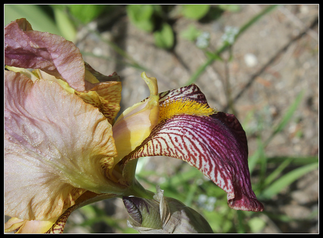 Iris jacquesiana (3)