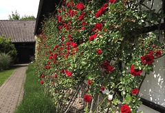 Rosenspalier am Schloss Ratingen