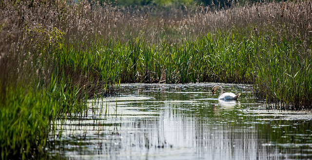 A swan  at Burton wetlands