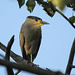 Black-crowned Night-Heron / Nycticorax nycticorax