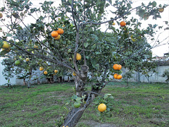 Oranges and lemons in the same tree.