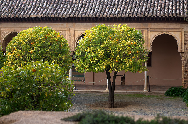 Quiet courtyard with orange trees at Alhambra