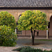 Quiet courtyard with orange trees at Alhambra
