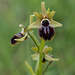 Ophrys spec. - 2016-04-29_D4_DSC7186
