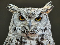 I LOVE owls - in case you didn't know : )