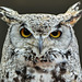 I LOVE owls - in case you didn't know : )