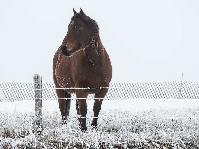 Horse and hoar frost