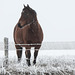 Horse and hoar frost