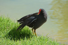 Dominican Republic, The Common Gallinule on Land