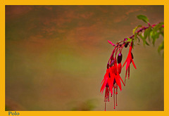 Fuchsia magellanica al atardecer+ (1 Nota)