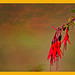 Fuchsia magellanica al atardecer+ (1 Nota)