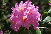 Rhododendron Festival 11