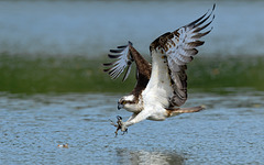 Osprey - Balbuzard pecheur
