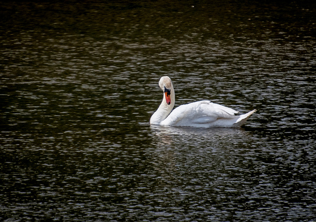 A swan at Burton Wetlands