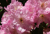 Rhododendron Festival 10