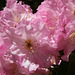 Rhododendron Festival 10