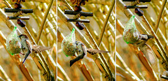Birds watching: Theft on the fat balls - Version 1, the sparrows number, a nearly crash.  ©UdoSm .