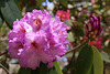 Rhododendron Festival 9